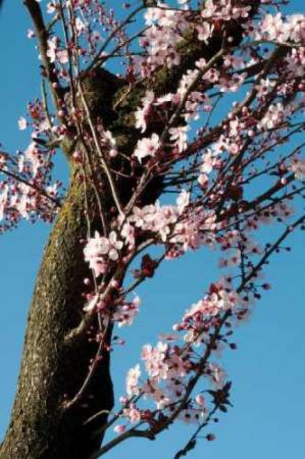 Cherry Blossom III Poster Print by Erin Berzel - Item # VARPDXPSBZL211