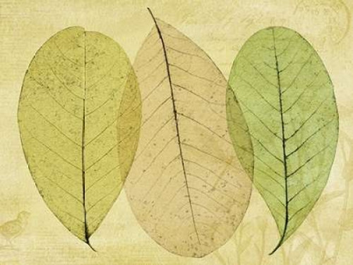 Leaf Collage II Poster Print by Kathy Mahan - Item # VARPDXPSMHN218