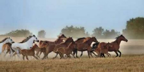 Freedom Poster Print by Xavier Ortega - Item # VARPDXOXP108