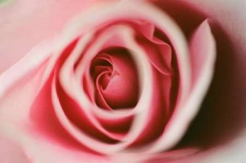 Pink Rose Poster Print by Erin Berzel - Item # VARPDXPSBZL894