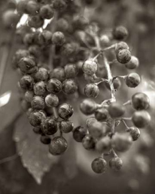 Florison - 9 Poster Print by Alan Blaustein