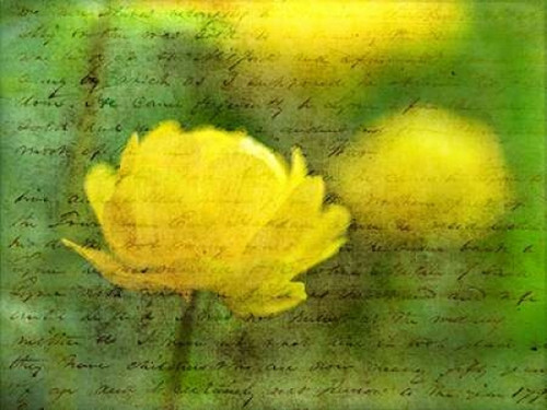 Beautiful Poppy flower in garden Poster Print by  Assaf Frank