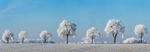 Alley tree with frost, Bavaria, Germany Poster Print by  Frank Krahmer - Item # VARPDX4FK3154