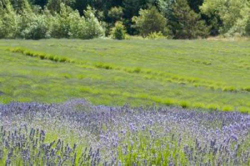 Lavender Hill II Poster Print by Dana Styber - Item # VARPDXPSSTY232