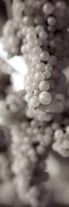 Grapes Pano - 10 Poster Print by Alan Blaustein - Item # VARPDXABGR11