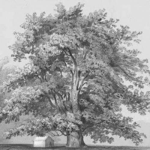 Silver Majesty II Poster Print by Samuel Williams - Item # VARPDXCC3241 Silver Majesty II Poster Print by Samuel Williams - Item # VARPDXCC3241