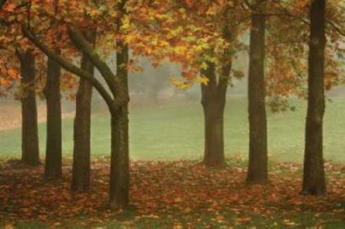 Colors in the Mist VII Poster Print by Vitaly Geyman - Item # VARPDXPSVIT418