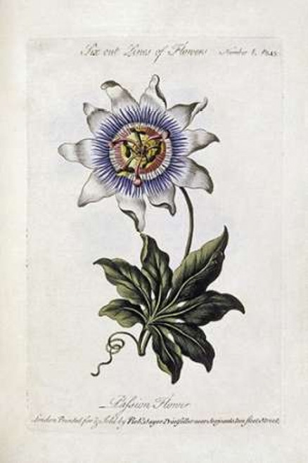 Passion Flower Poster Print by  Thomas Parkinson - Item # VARPDX266985