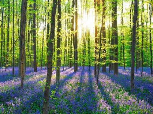 Beech forest with bluebells, Belgium Poster Print by  Frank Krahmer - Item # VARPDX3FK3165