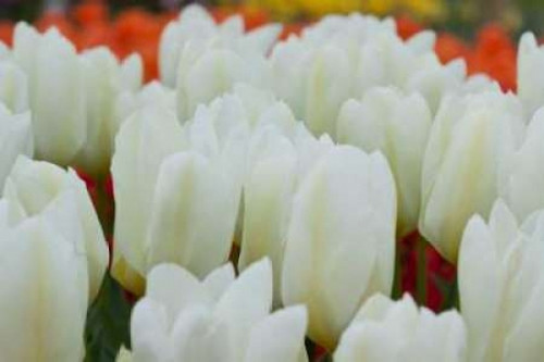 White Tulips II Poster Print by Dana Styber - Item # VARPDXPSSTY191