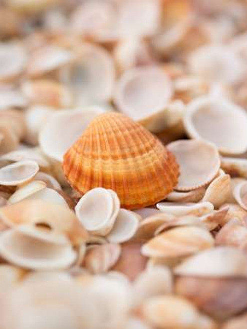 Sea shells on the beach Poster Print by  Assaf Frank - Item # VARPDXAF20151030033