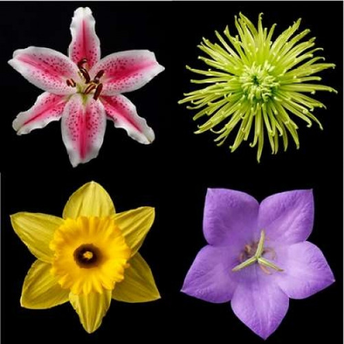 Flower Group 1 Poster Print by Jim Christensen - Item # VARPDXPSCRS145