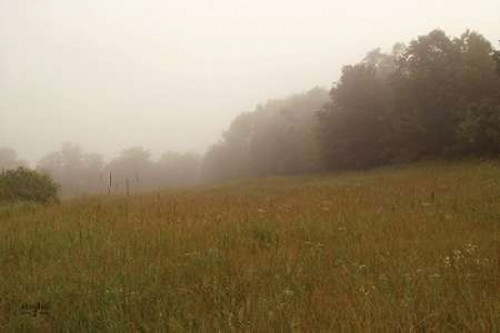 Misty Morning II Poster Print by  Studio 2 - Item # VARPDXSDO129