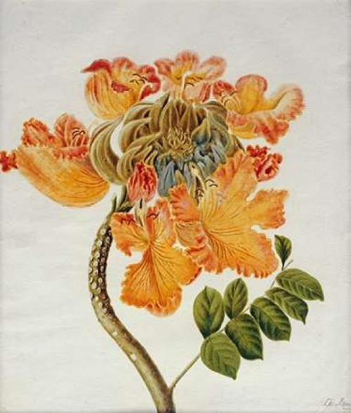 African Tulip Poster Print by English School - Item # VARPDX266284