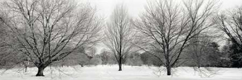 Winter Garden - 1 Poster Print by Alan Blaustein - Item # VARPDXABITH54