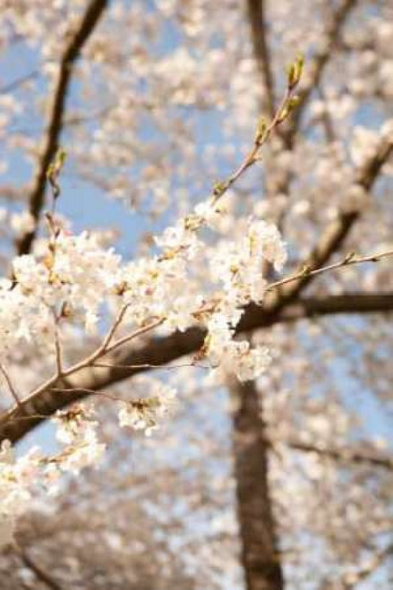 In Bloom I Poster Print by Karyn Millet - Item # VARPDXPSMLT310