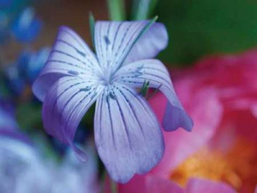 Delicate Flower I Poster Print by Erin Berzel - Item # VARPDXPSBZL224