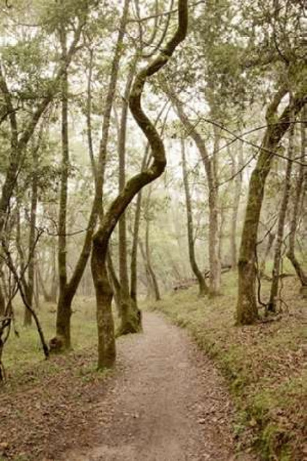 Oak Tree - 48 Poster Print by Alan Blaustein - Item # VARPDXABSFH63B