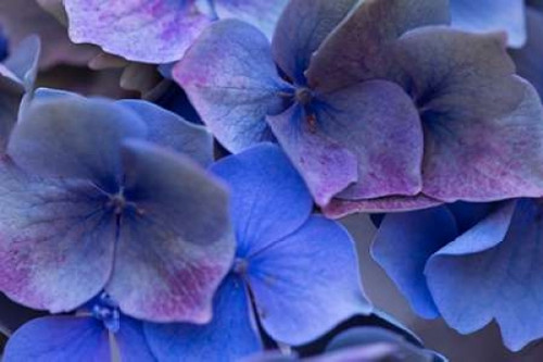 Hydrangea Blues III Poster Print by Rita Crane - Item # VARPDXPSCRN530