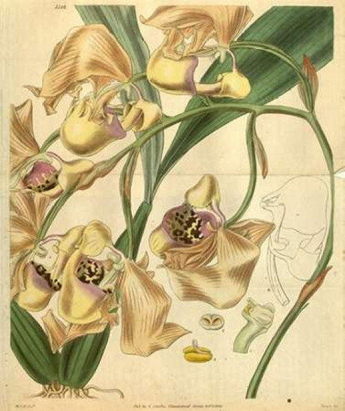 Orchid, Coryanthes Maculata Poster Print by  William Curtis - Item # VARPDXCO06