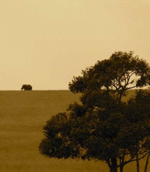 Elephant Pack III Poster Print by Susan Bryant - Item # VARPDX9410Y