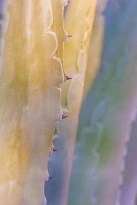 Agave II Poster Print by Kathy Mahan - Item # VARPDXPSMHN428