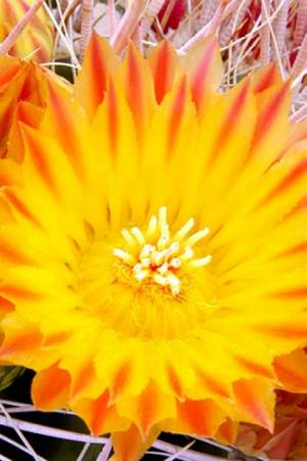 Cactus Flower V Poster Print by Douglas Taylor - Item # VARPDXPSTLR116