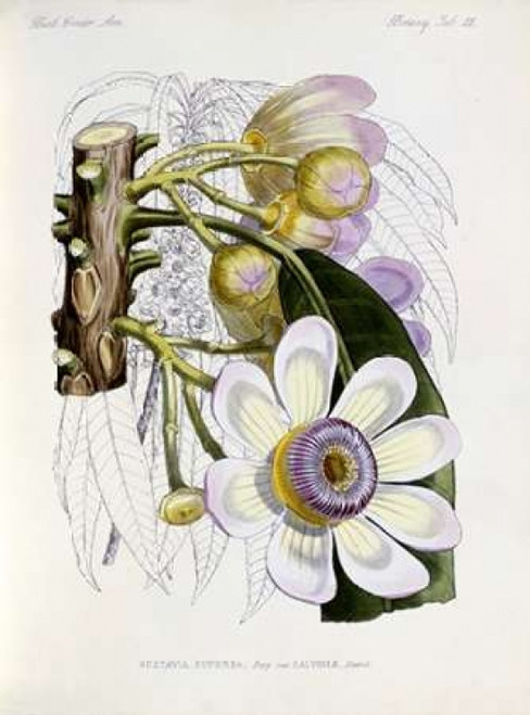 Membrillo Poster Print by  J.G. Keulemans - Item # VARPDX268185