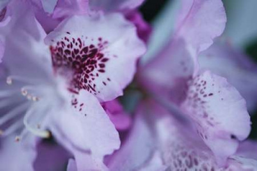 Lavender Rhodies I Poster Print by Rita Crane - Item # VARPDXPSCRN354