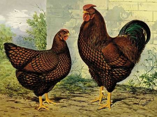 Chickens: Golden Wyandottes Poster Print by  Lewis Wright - Item # VARPDX454837