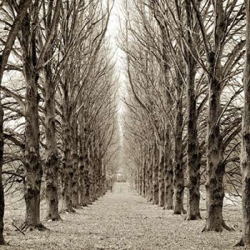 Hampton Gates Promenade - 3 Poster Print by Alan Blaustein
