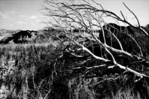 Bear Island II Poster Print by Alan Hausenflock - Item # VARPDXPSHSF209