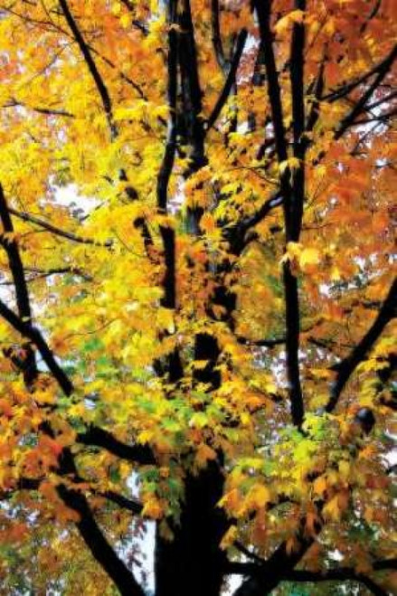 Autumn Color I Poster Print by Alan Hausenflock - Item # VARPDXPSHSF251
