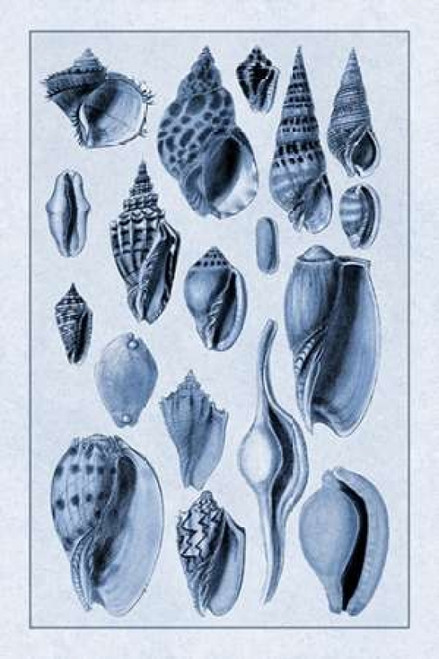 Shells: Trachelipoda #6 Poster Print by  G.B. Sowerby - Item # VARPDX394518
