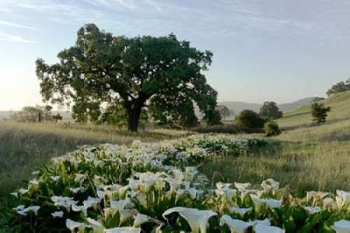 Oak Tree - 89 Poster Print by Alan Blaustein