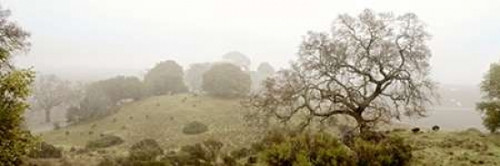 Oak Tree - 41 Poster Print by Alan Blaustein - Item # VARPDXABSFH52D