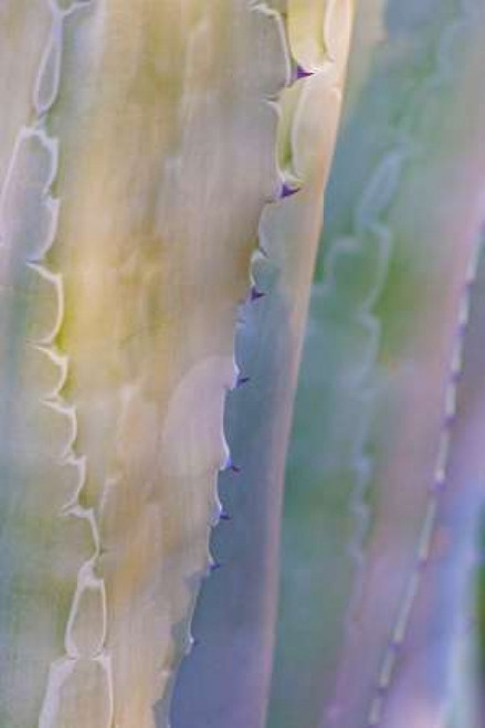 Agave I Poster Print by Kathy Mahan - Item # VARPDXPSMHN427