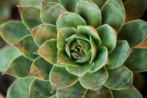 Sempervivum Rupicolum II Poster Print by Erin Berzel - Item # VARPDXPSBZL867