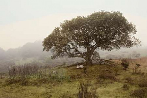 Oak Tree - 54 Poster Print by Alan Blaustein