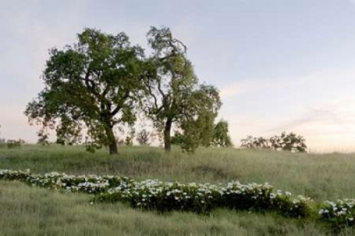 Oak Tree - 85 Poster Print by Alan Blaustein