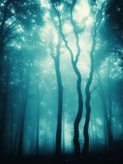 Blue Light Woods Poster Print by  PhotoINC Studio - Item # VARPDXP893D