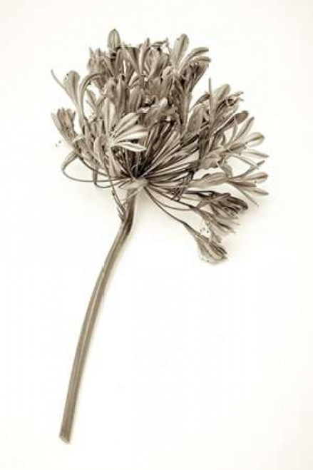 Garden Bloom - 9 Poster Print by Alan Blaustein - Item # VARPDXABLF204