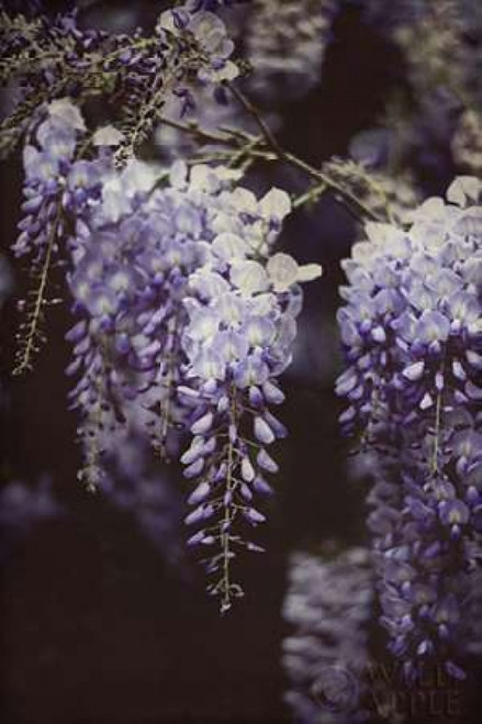 Wisteria Cascade I Poster Print by  Elizabeth Urquhart - Item # VARPDX25510
