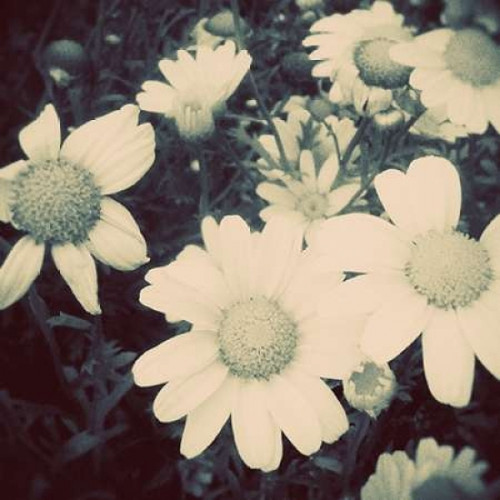 Fragile Daisies II Poster Print by Gail Peck - Item # VARPDX9348