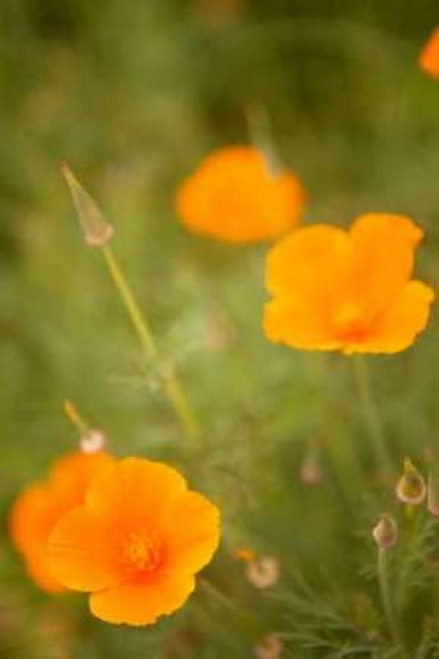 California Poppies II Poster Print by Karyn Millet - Item # VARPDXPSMLT235