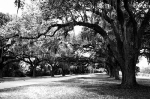 Charleston Oaks IX Poster Print by Alan Hausenflock - Item # VARPDXPSHSF345