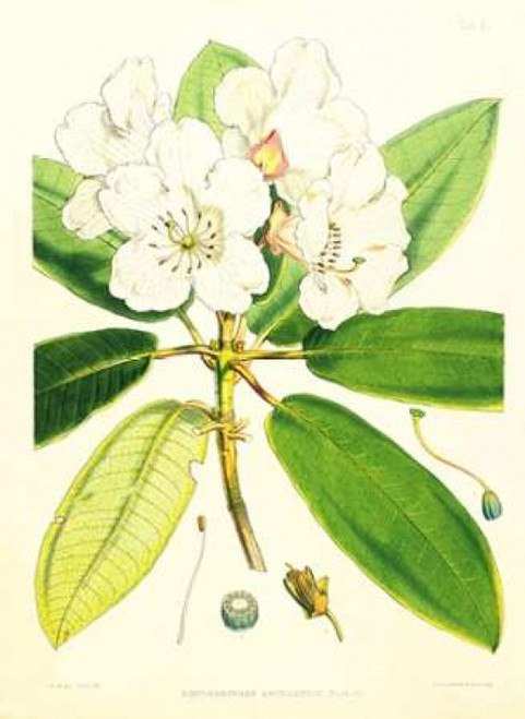 Rhododendron Aucklandii Poster Print by  Joseph Hooker - Item # VARPDXJDH03