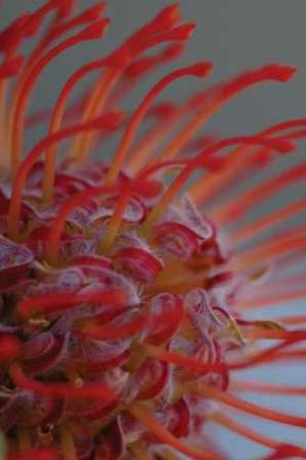 Summer Bloom XIII Poster Print by Erin Berzel - Item # VARPDXPSBZL141