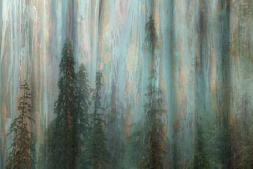 Forest II Poster Print by Kathy Mahan - Item # VARPDXPSMHN420