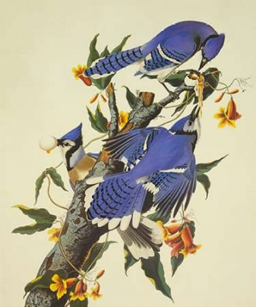 Blue Jay Poster Print by  John James Audubon - Item # VARPDX198093